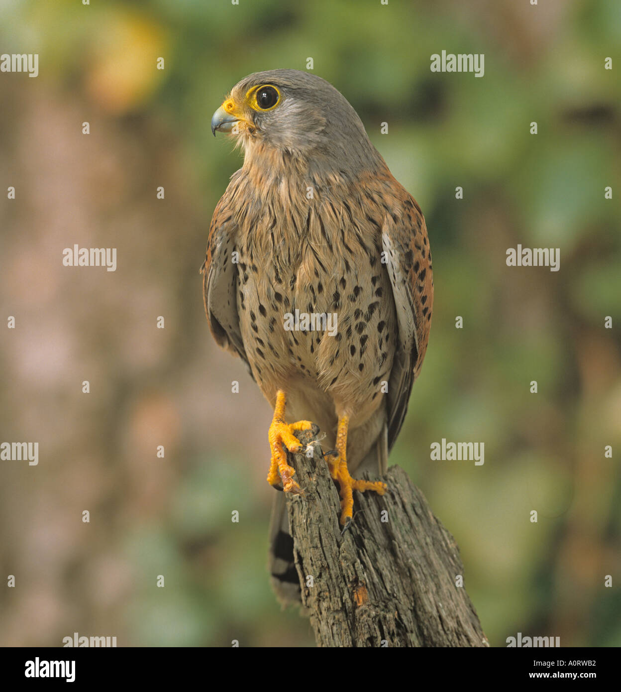 Il Gheppio Falco tinnunculus maschio Foto Stock