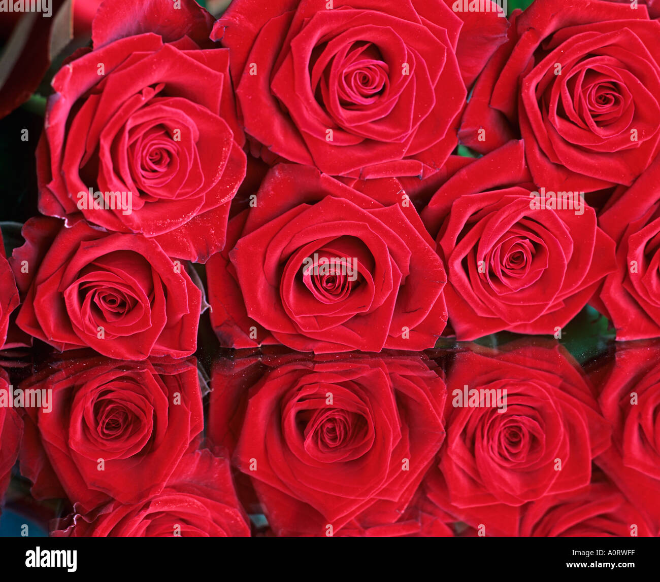 Rose rosse per un San Valentino Foto Stock