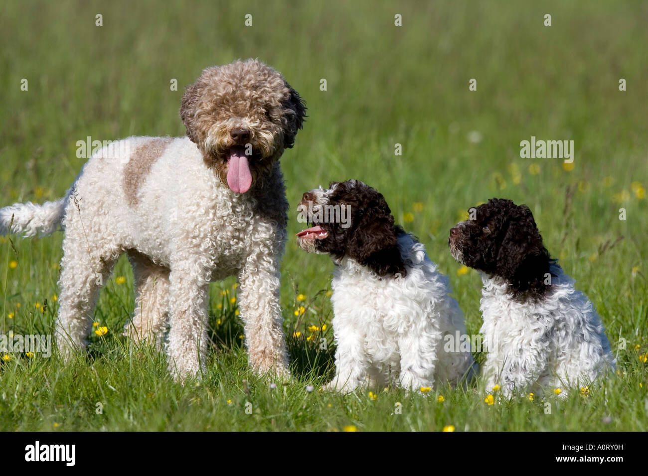 Cane e due cuccioli Foto Stock