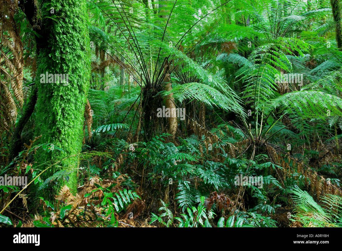 La foresta pluviale Otway National Park Victoria Australia Pacific Foto Stock