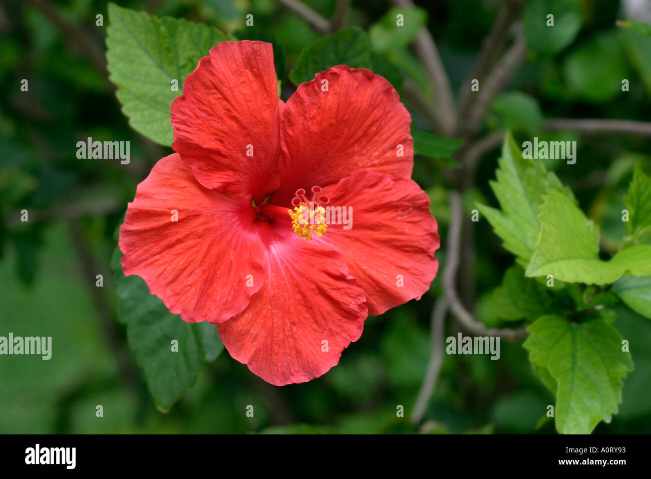 Un rosso brillante Hibiscus tropicale Fiore con il verde delle foglie e rami in background Foto Stock