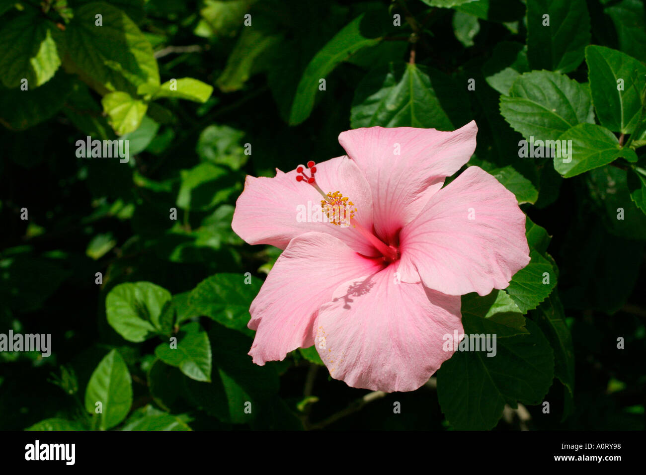Una rosa di Hibiscus tropicale Fiore con foglie verdi in background Foto Stock
