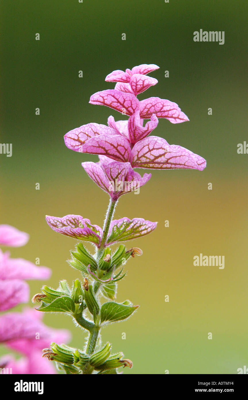 Verniciato verde salvia Foto Stock