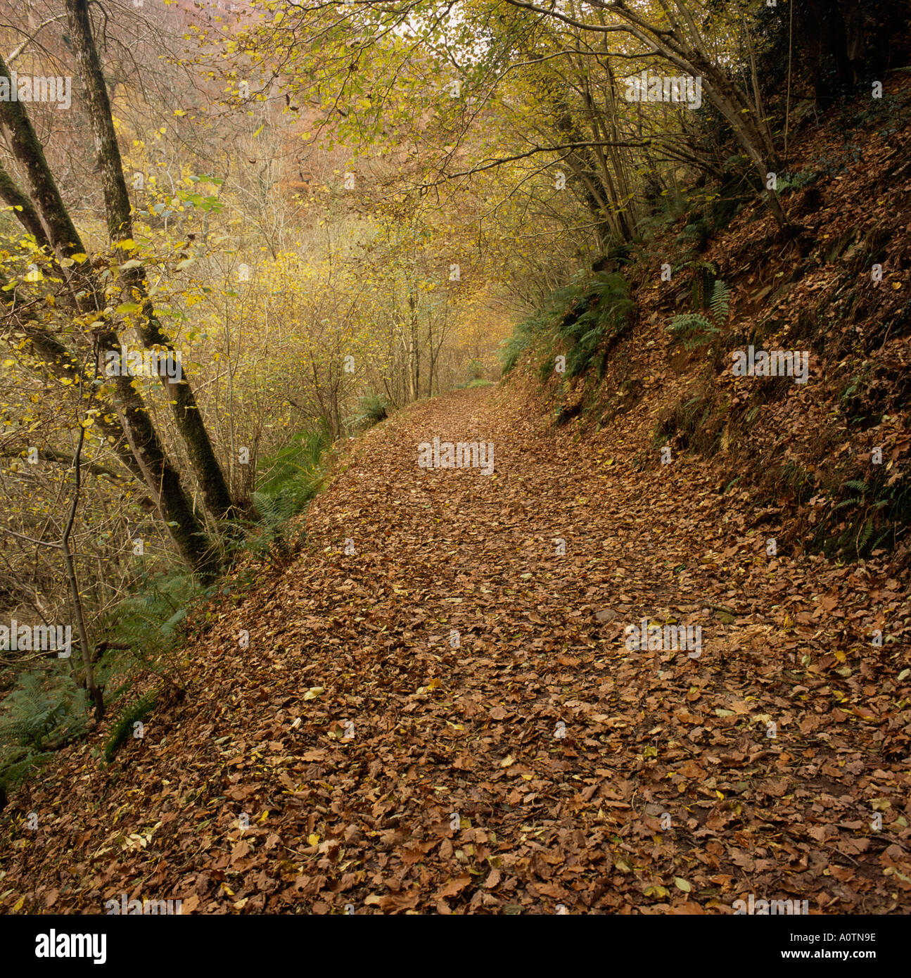 Rosolare le foglie di autunno sul pendio ripido sentiero boschivo al posto di bellezza di Watersmeet vicino Lynmouth North Devon England Foto Stock