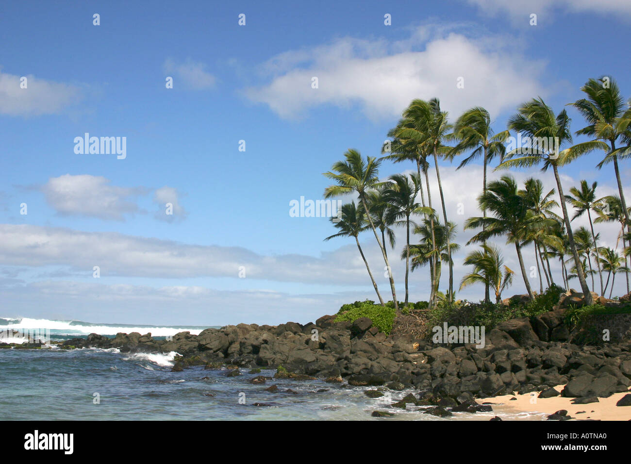 Palme e rocce Waimea Bay Oahu Hawaii Foto Stock