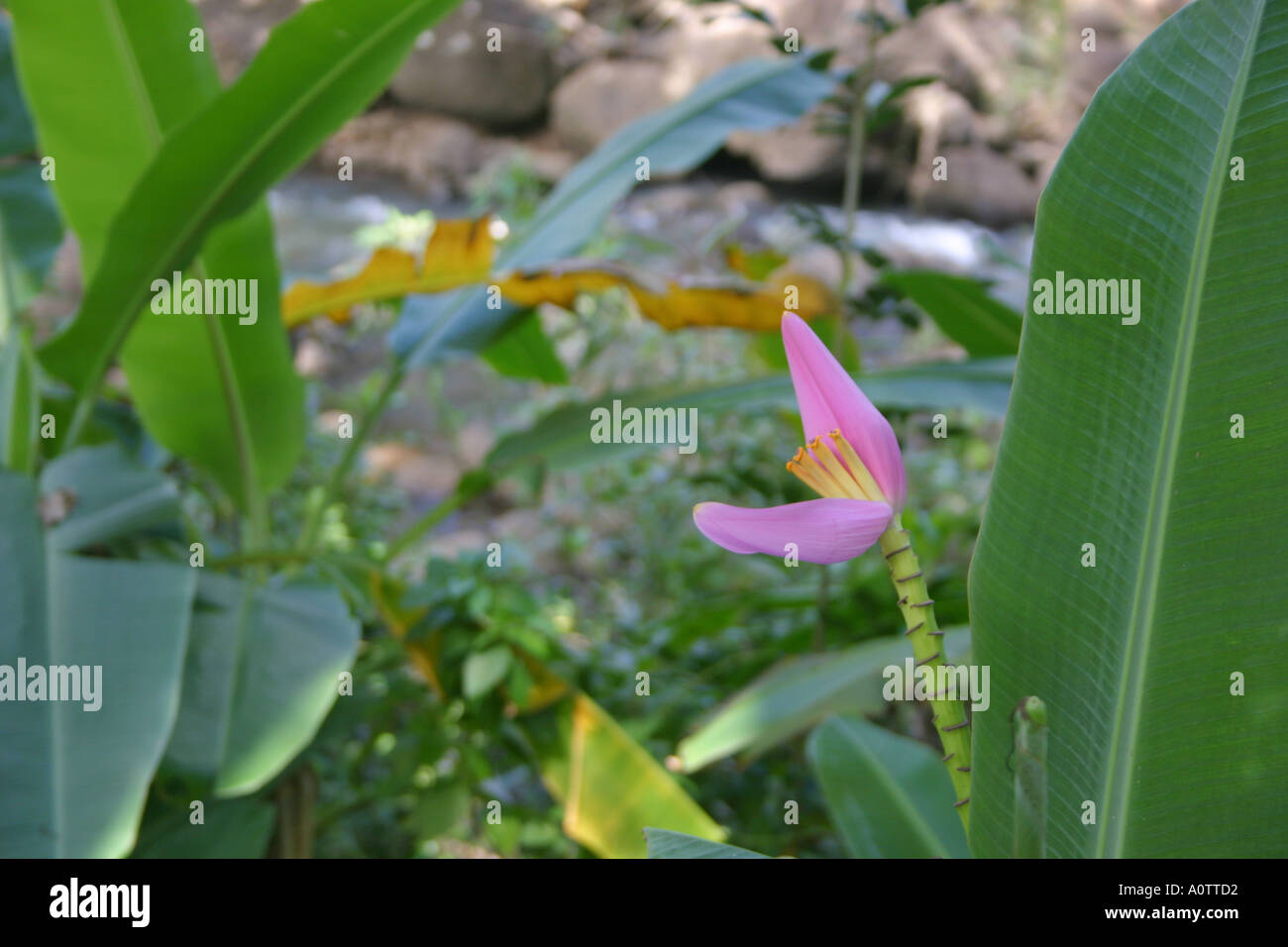Giovani piante di banana e fiore nella giungla Foto Stock