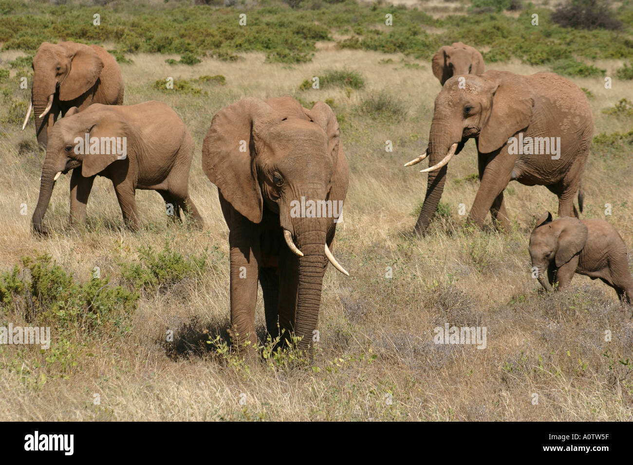 Matriachal mandria o gli elefanti Samburu Reserve Kenya 2005 Foto Stock