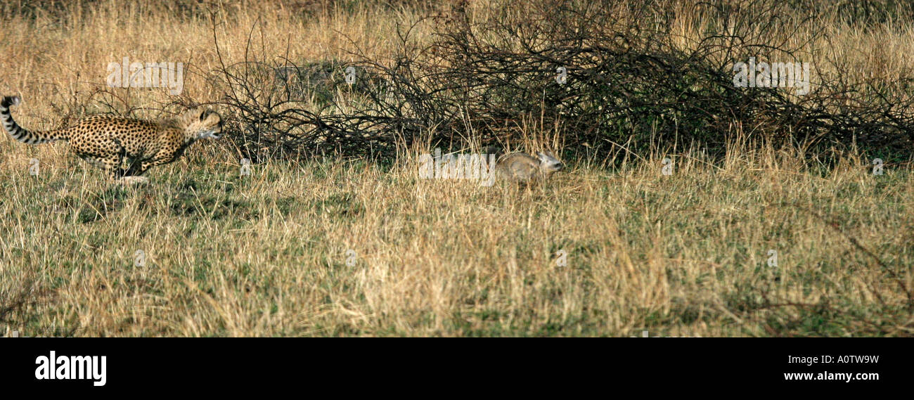 Gnu mandrie ammassare il Masai Mara Kenya per la migrazione annuale Foto Stock