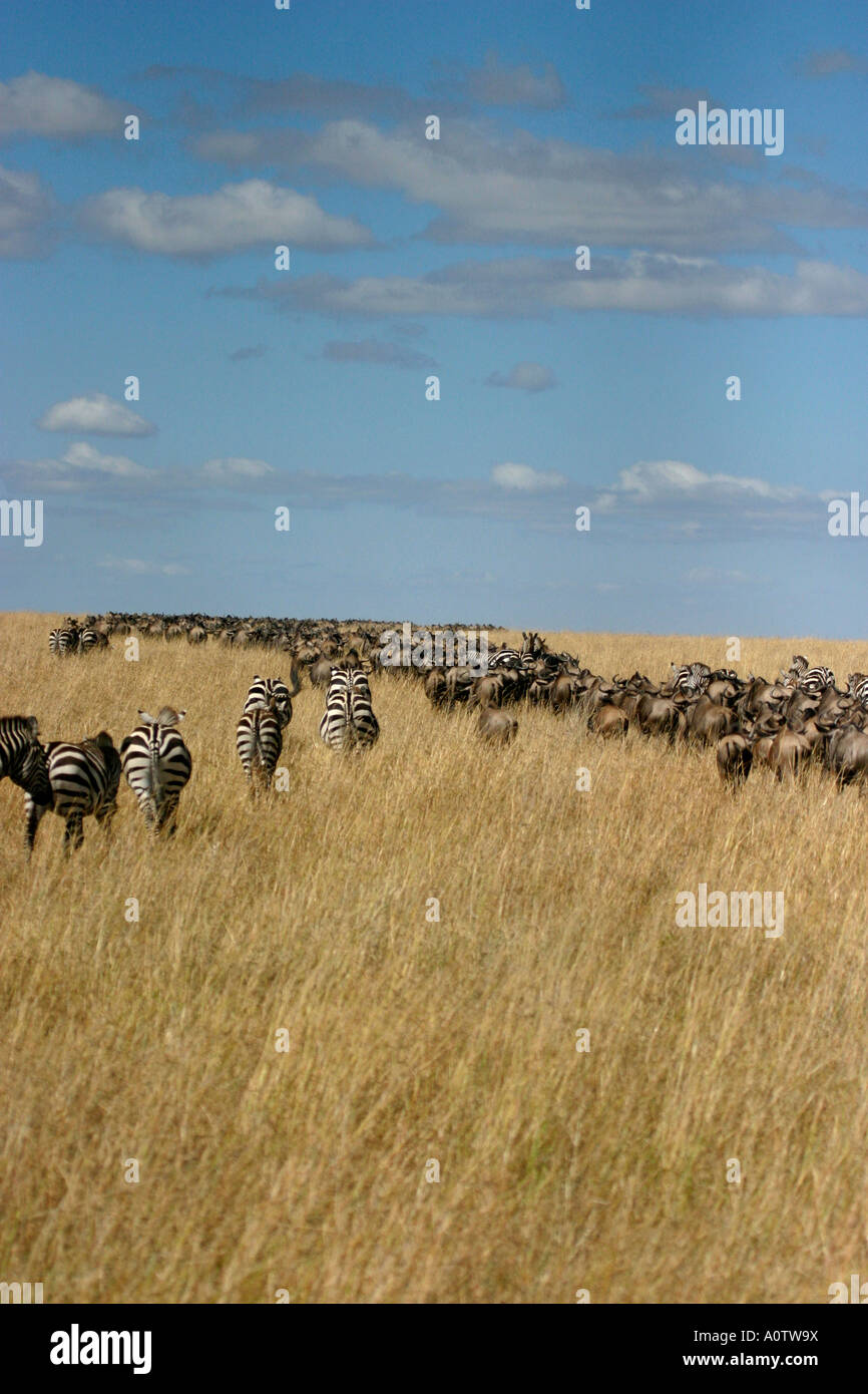 Gnu mandrie amassing Mra Masai Kenya per la migrazione annuale Foto Stock