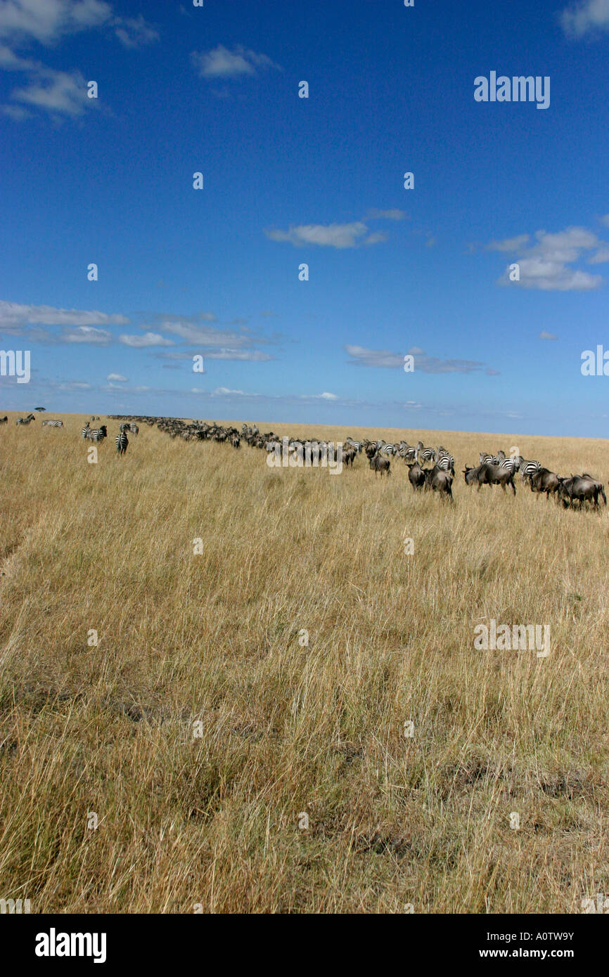 Lungo la linea di gnu ammassare il Masai Mara Kenya per l annuale Attraversamento di fiume durante la migrazione Foto Stock