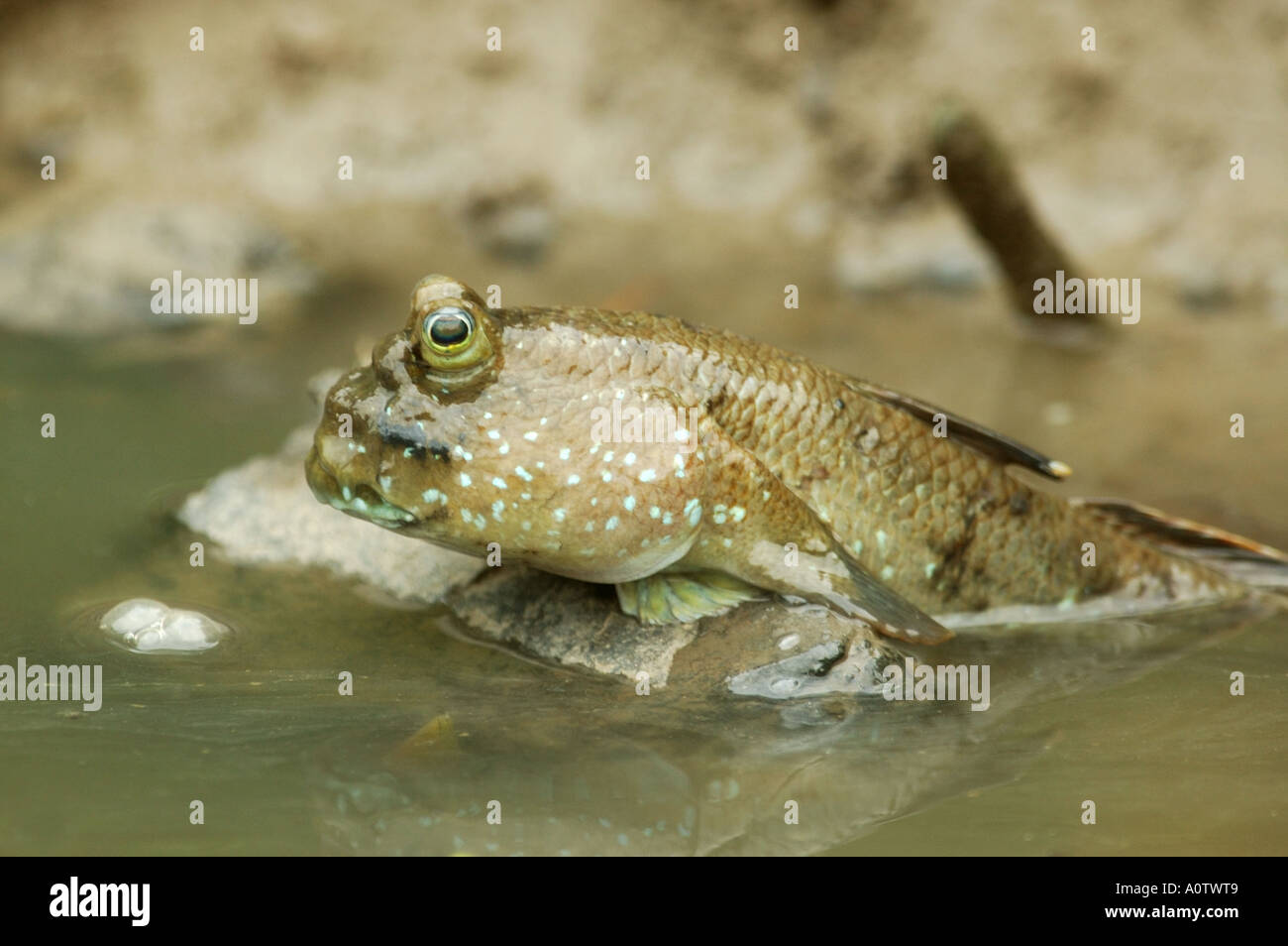 Mudskipper di riposo in Bangkok palude di mangrovie Foto Stock