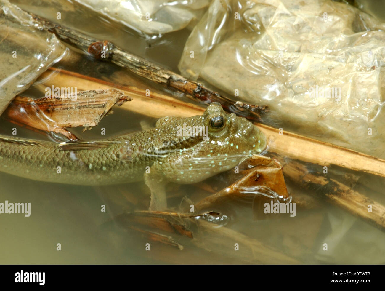 Mudskipper in appoggio tra la spazzatura in un Bangkok palude di mangrovie Foto Stock