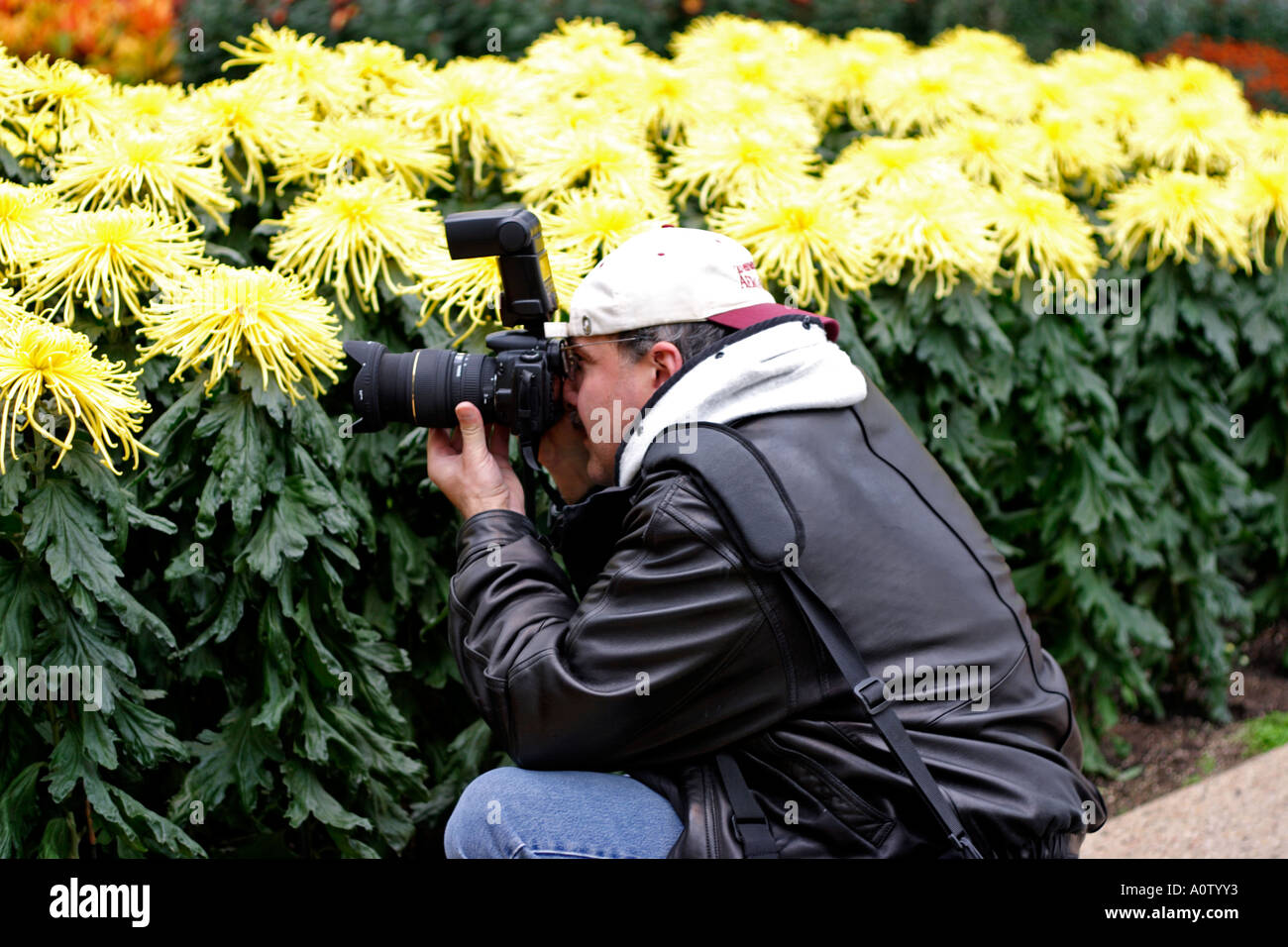 Fotografo a scattare foto di giallo spider mamme Foto Stock