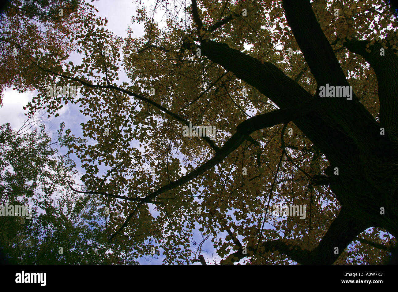 'Alberi fioriti' Foto Stock