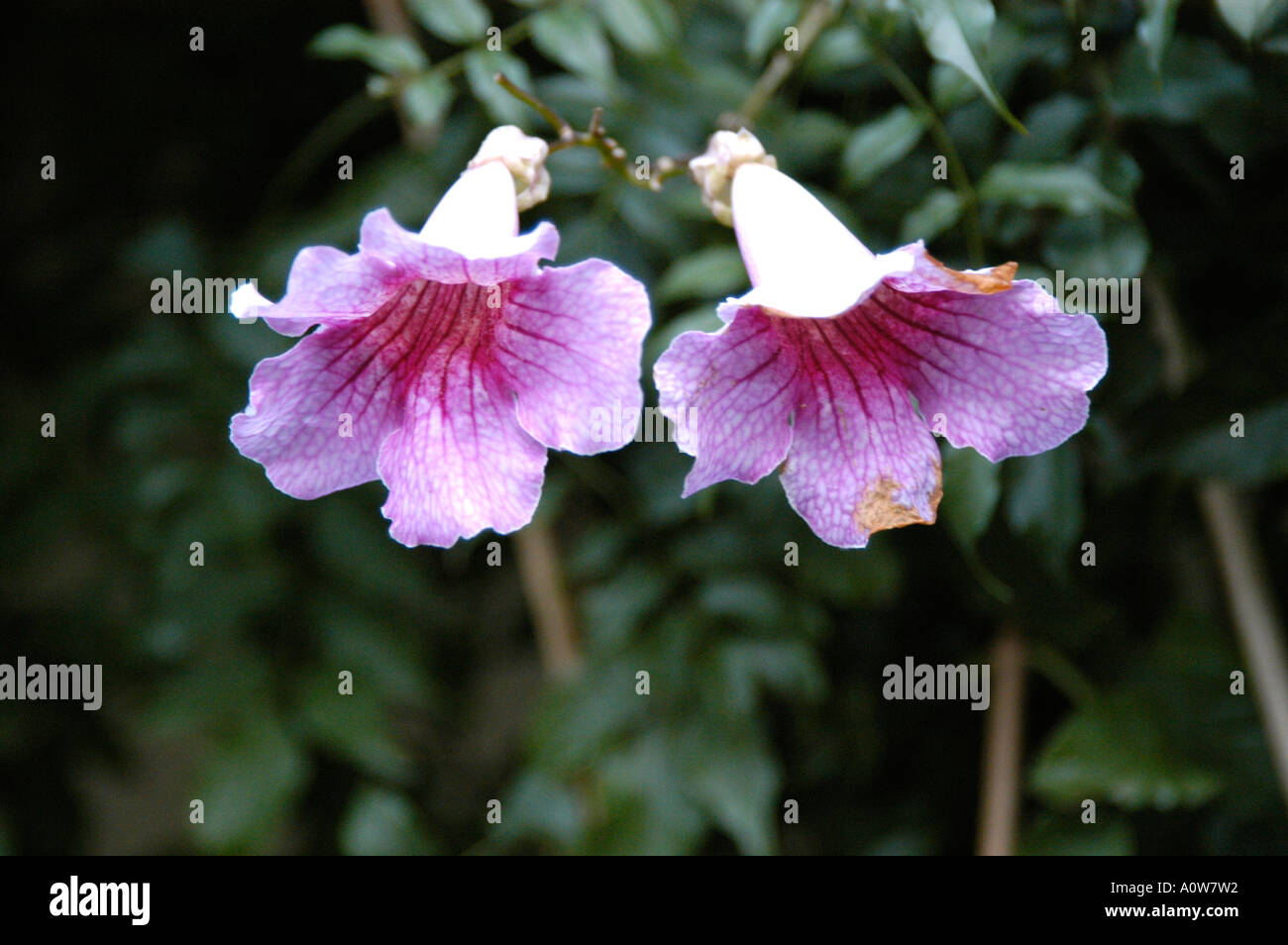 Due a forma di campana fiori rosa in Santa Eulalia Ibiza Isole Baleari Spagna Nano Calvo VWPics com Foto Stock