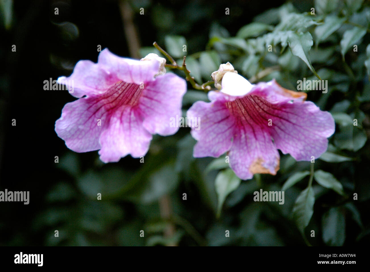 Due a forma di campana fiori rosa in Santa Eulalia Ibiza Isole Baleari Spagna Nano Calvo VWPics com Foto Stock