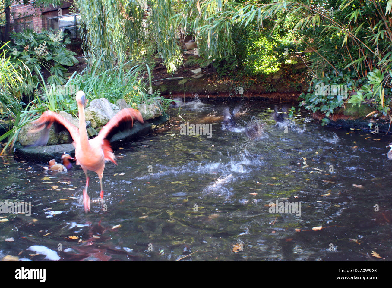 Fenicottero rosa sbattimenti le sue ali, Tetto Kensington Gardens, Londra Foto Stock
