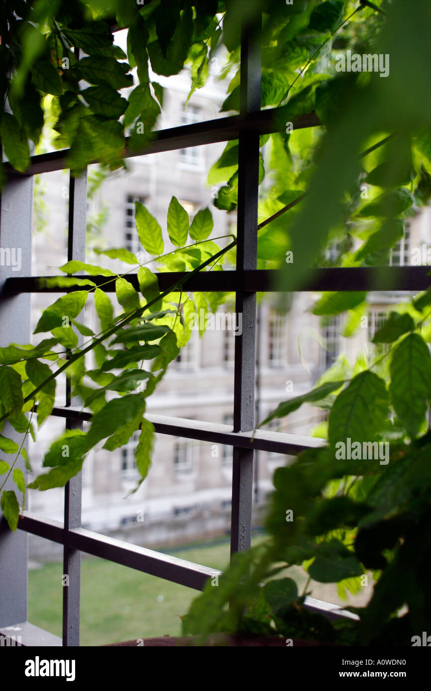 Il Glicine in giardino Giapponese, SOA, Università di Londra Foto Stock