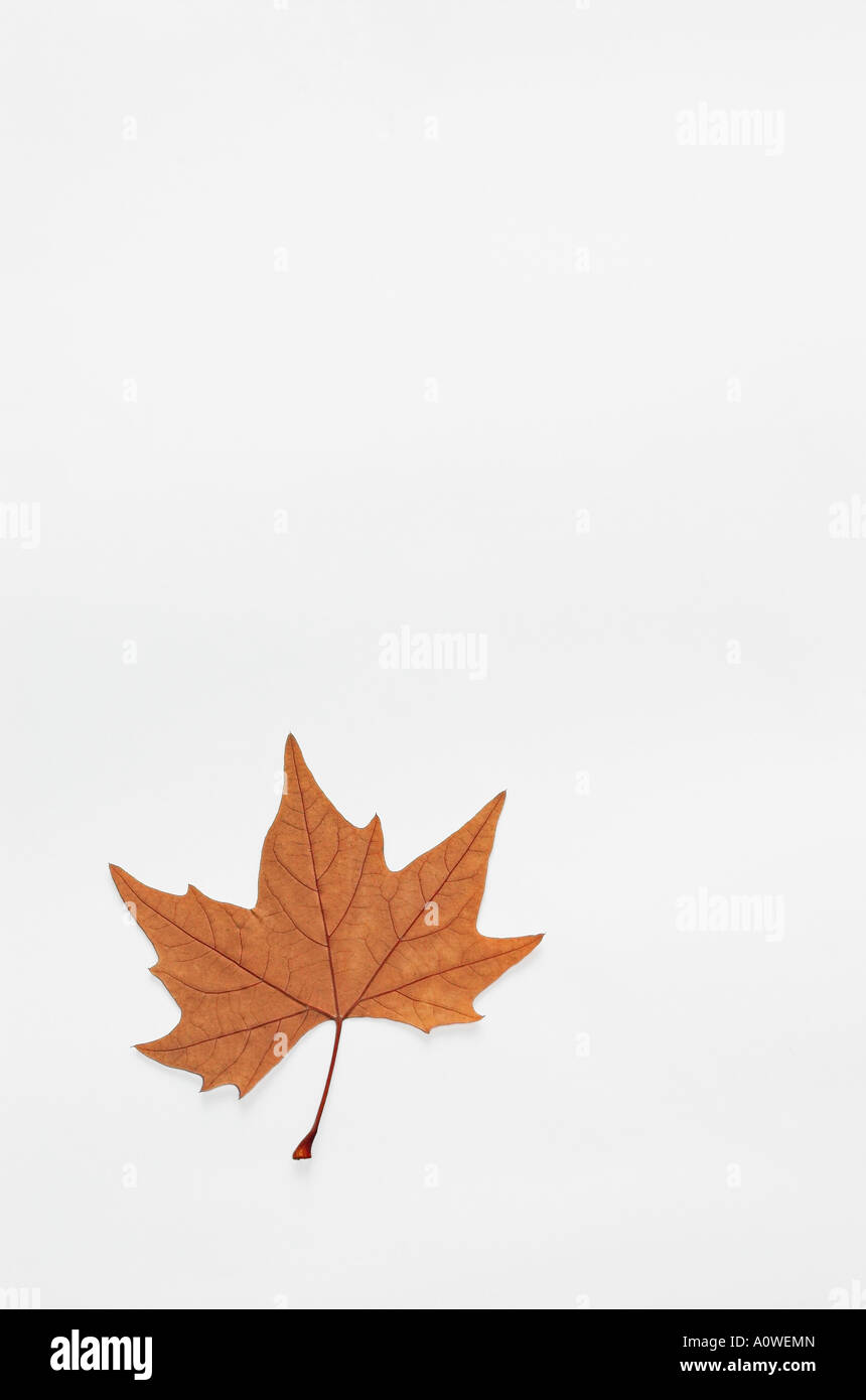 Golden Autumn Leaf su sfondo bianco Foto Stock