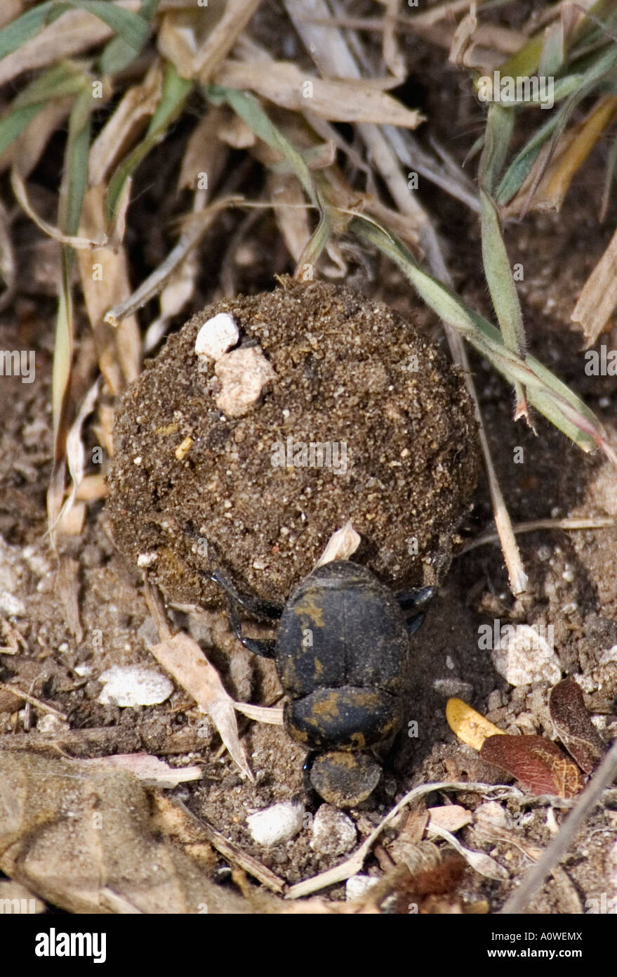 Dung Beetle Rolling Ball di sterco attraverso il deserto piano Tamaulipas Messico Foto Stock