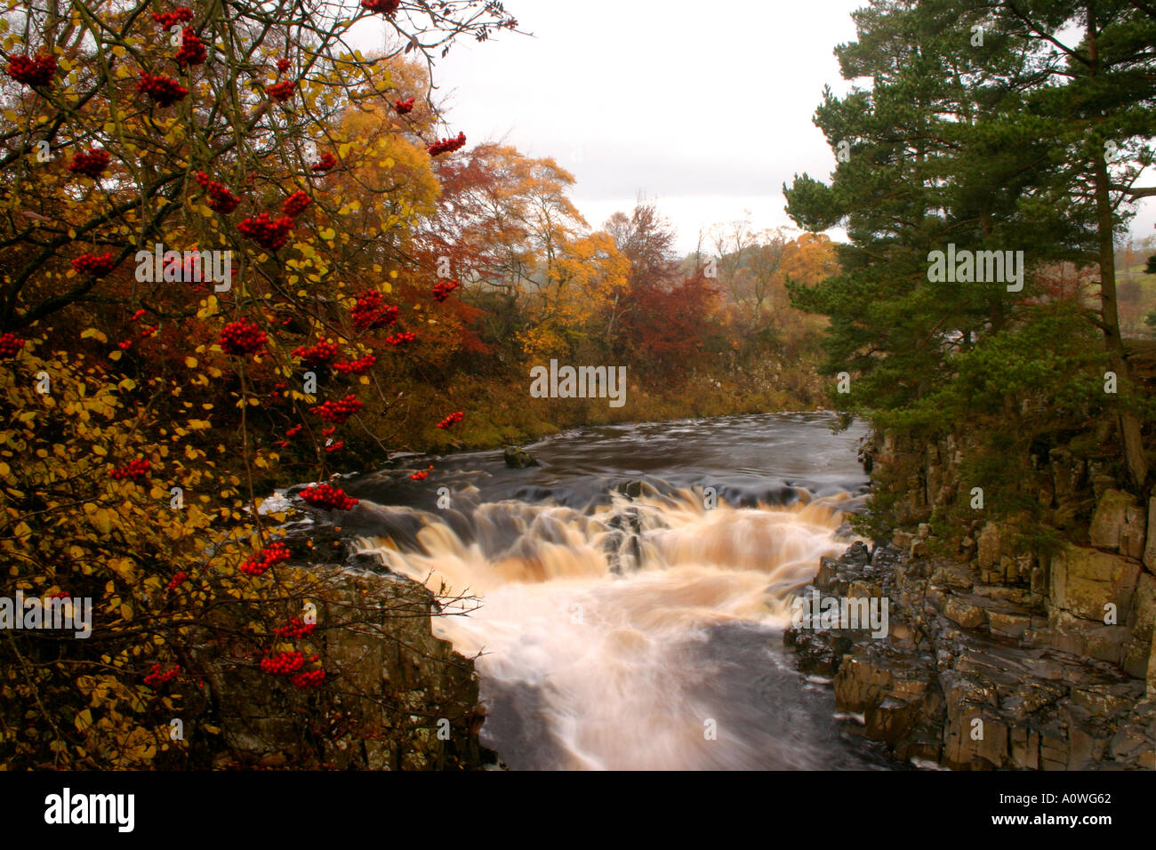 Rowan bacche e Colore di autunno sul Fiume Tees a bassa forza di Teesdale cascate della Contea di Durham Foto Stock
