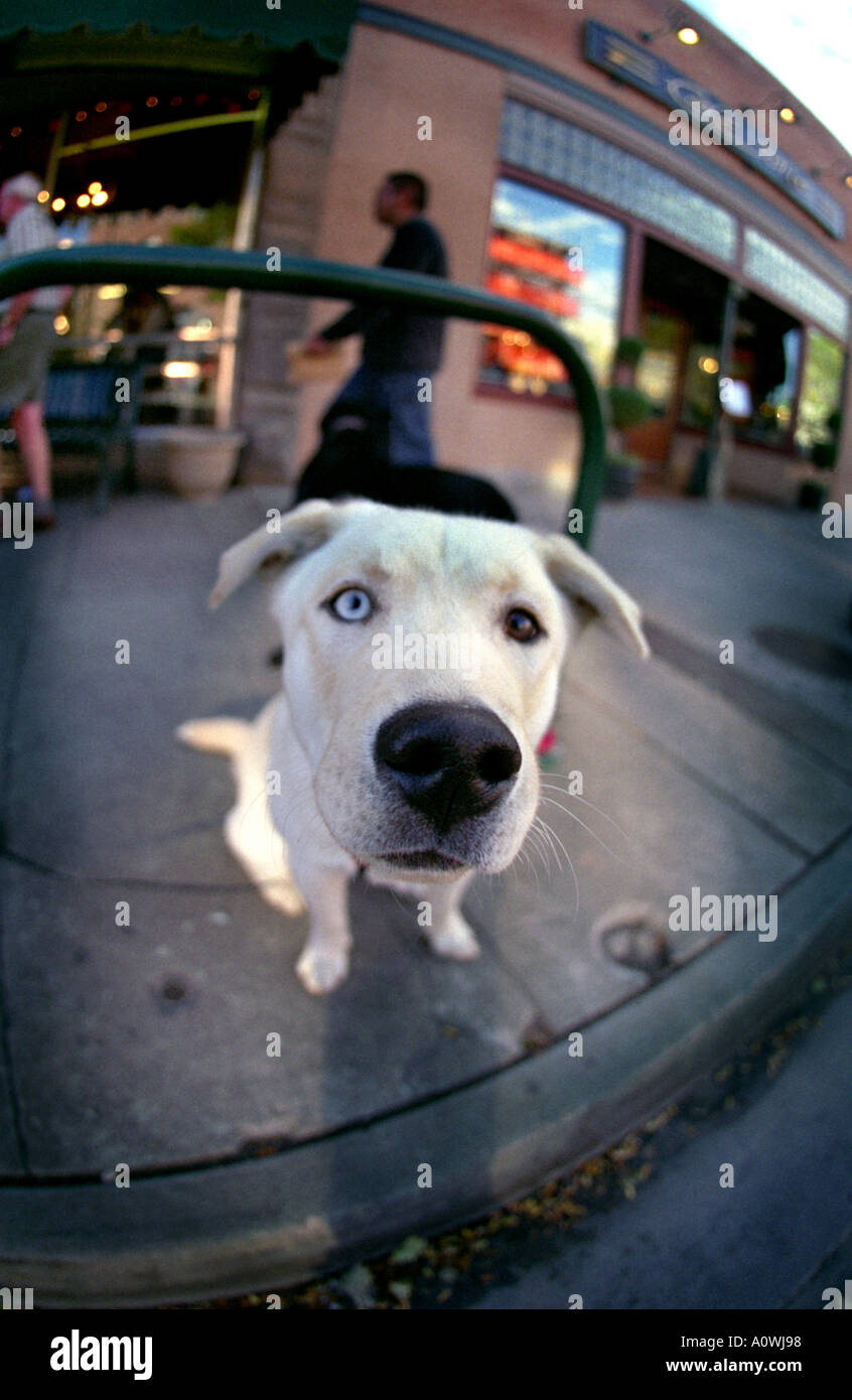 Cane bianco con due diversi occhi colorati seduti nella parte anteriore del negozio in Durange Nuovo Messico USA Foto Stock
