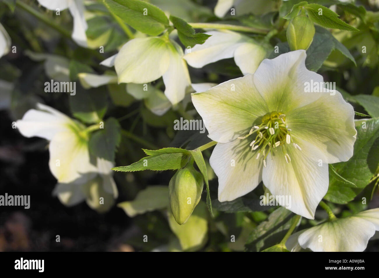 L'elleboro in fiore Foto Stock
