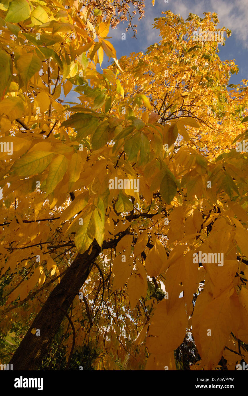 I colori autunnali a Kew Gardens, Surrey Foto Stock