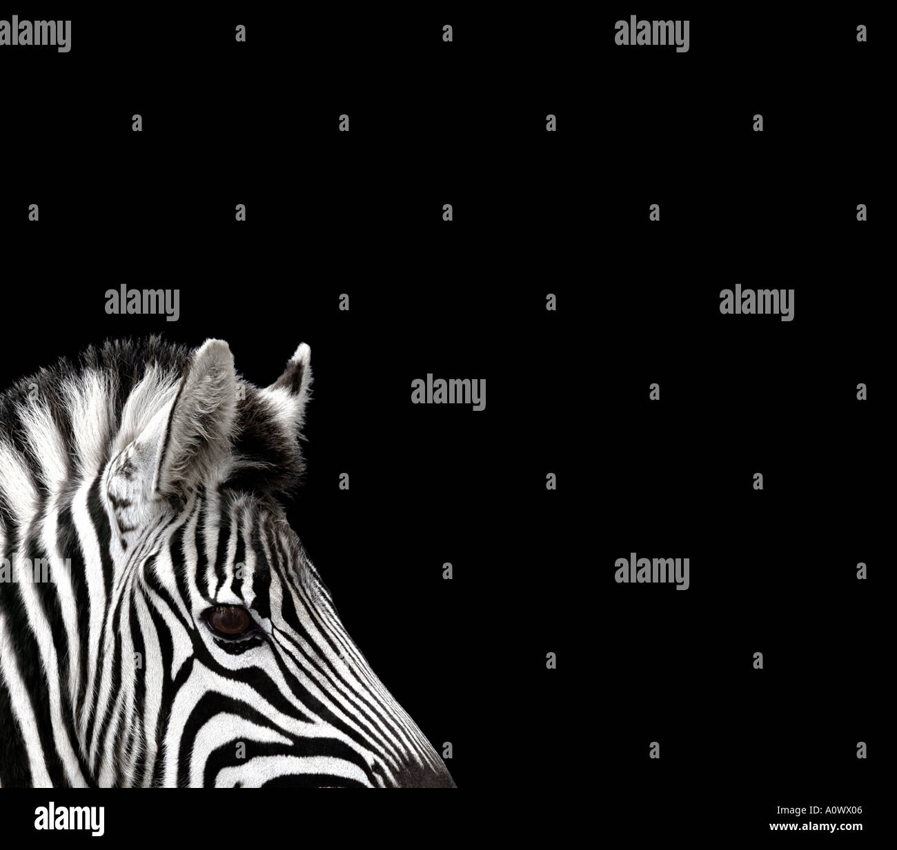 Testa di Zebra su nero Foto Stock
