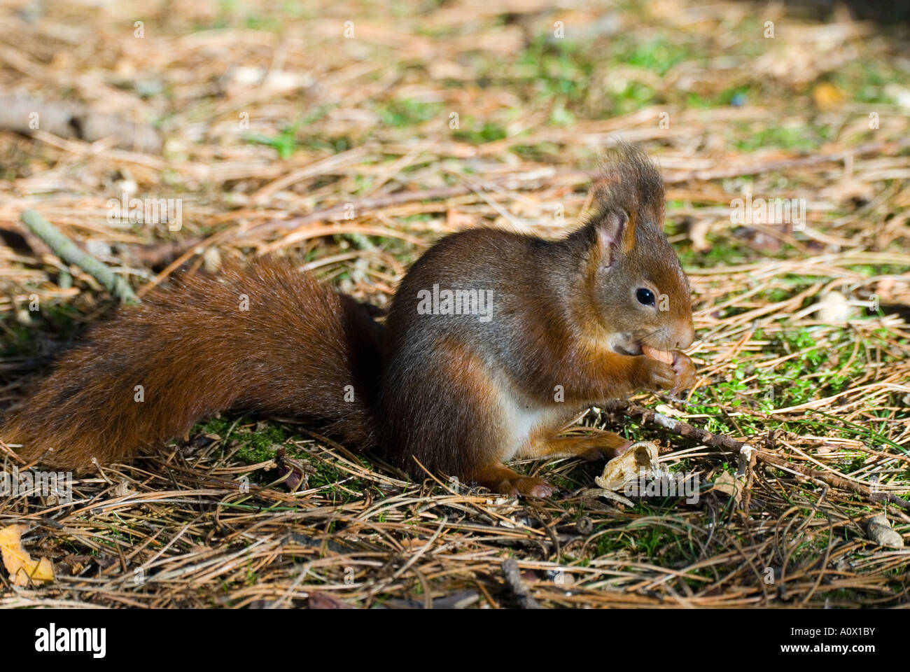 Red scoiattolo (Sciurus vulgari) Formby punto MERSEYSIDE REGNO UNITO Foto Stock