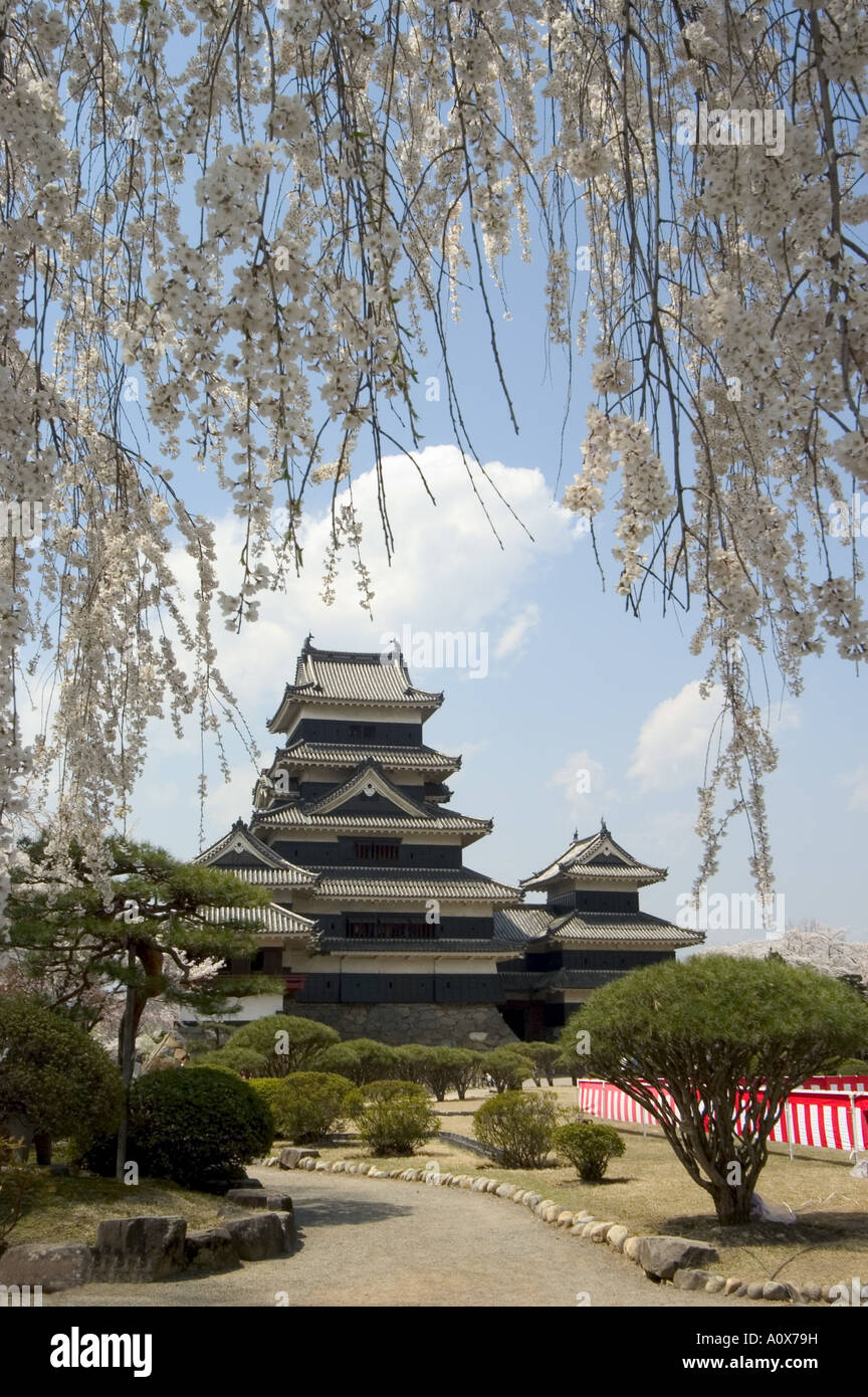 Fiori Ciliegio Matsumoto Castello Matsumoto città Prefettura di Nagano isola di Honshu Giappone Asia Foto Stock