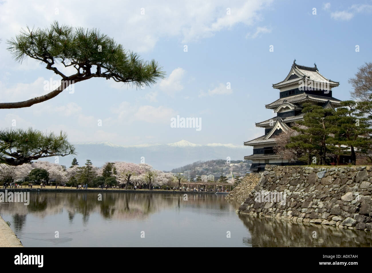 Pino Matsumoto Castello Matsumoto città Prefettura di Nagano isola di Honshu Giappone Asia Foto Stock