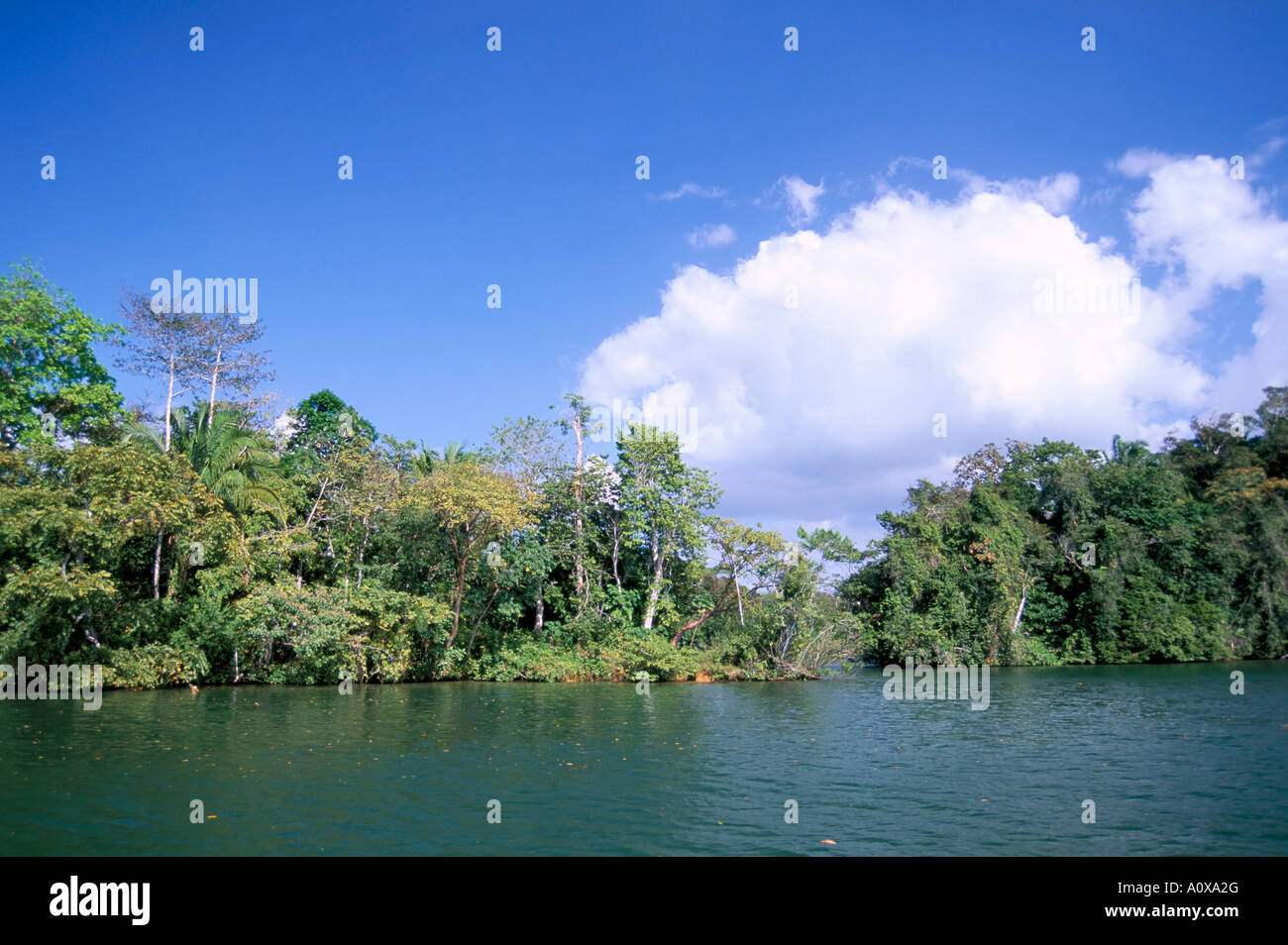 Isola sul Lago di Gatun Soberania Forest National Park sul Canale di Panama Panama America Centrale Foto Stock
