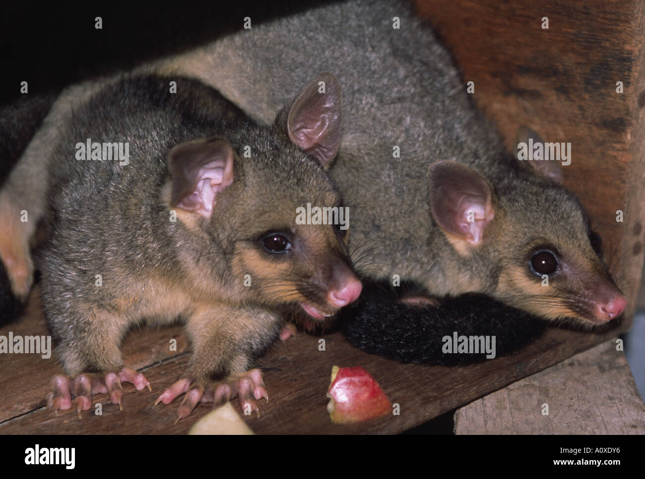 Possums australiano, come queste giovani gemelli, regolarmente sentirsi a casa in edifici agricoli. Foto Stock