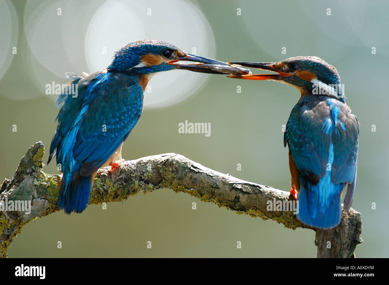 Kingfisher (Alcedo atthis) consegna della preda Foto Stock