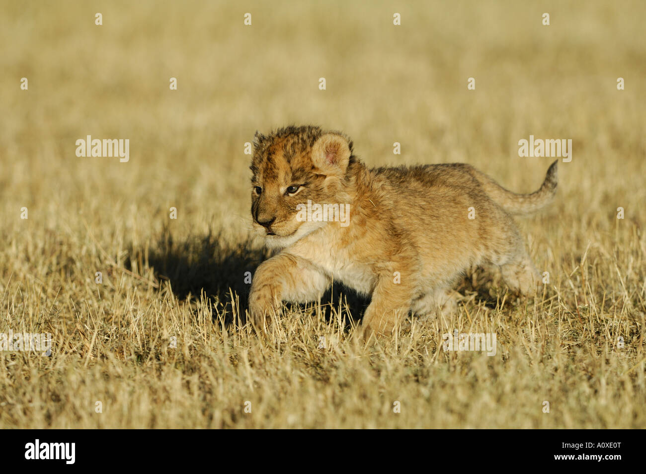 Lionbaby (Panthera leo) in erba alta Foto Stock