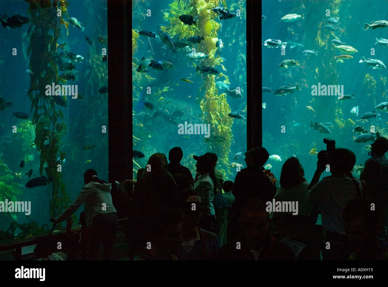 Il Monterey Bay Aquarium ai visitatori la visione alta tre piani pesce serbatoio Monterey in California Foto Stock