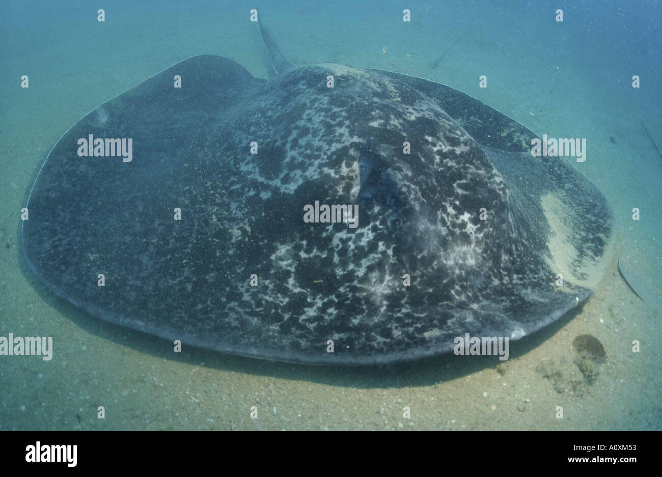 Giant bull ray sul relitto Yolanda Foto Stock