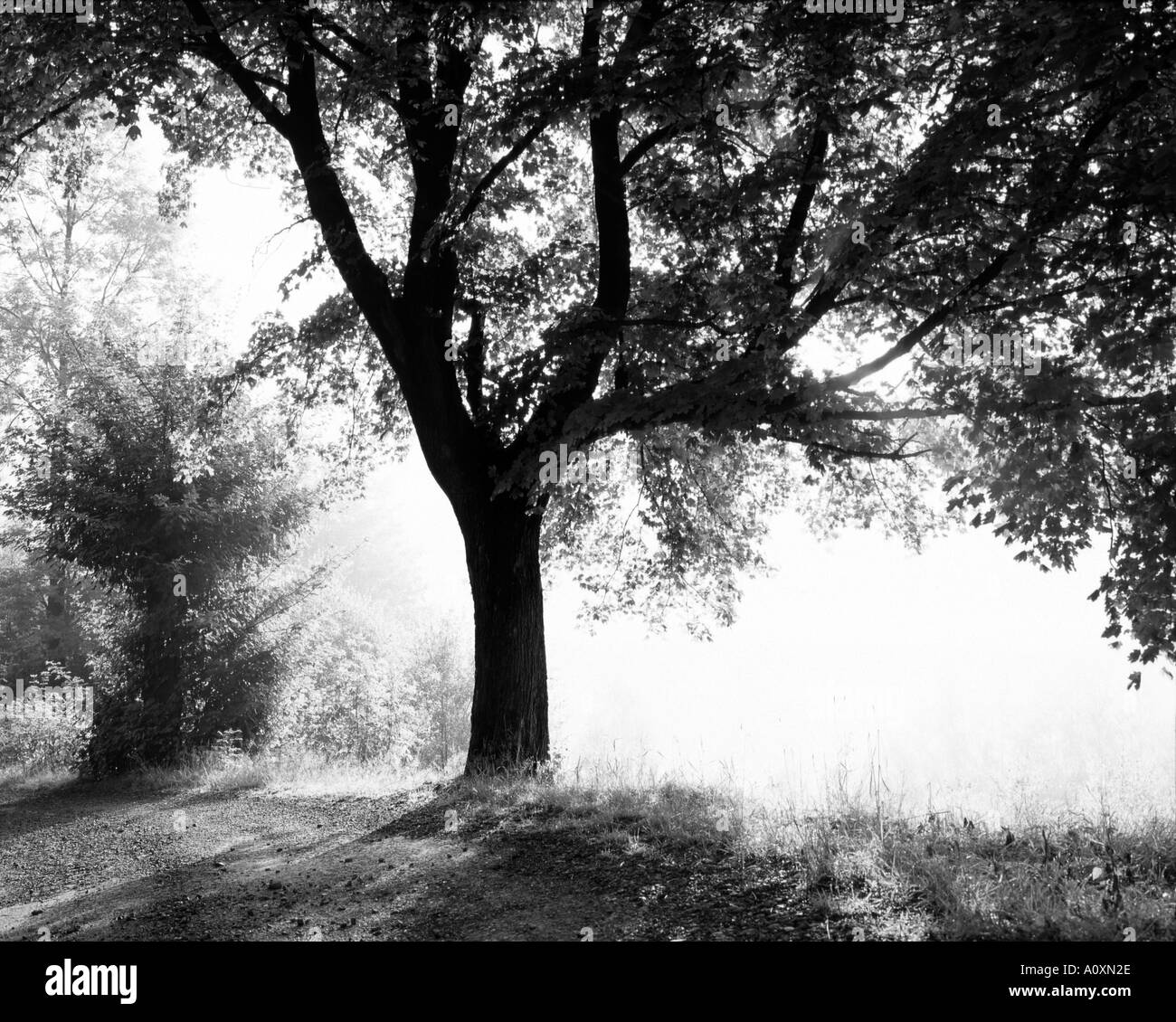 Immagine monocromatica di retroilluminato ad albero contro sun marianska hora Jizerske hory repubblica ceca europa UE Foto Stock