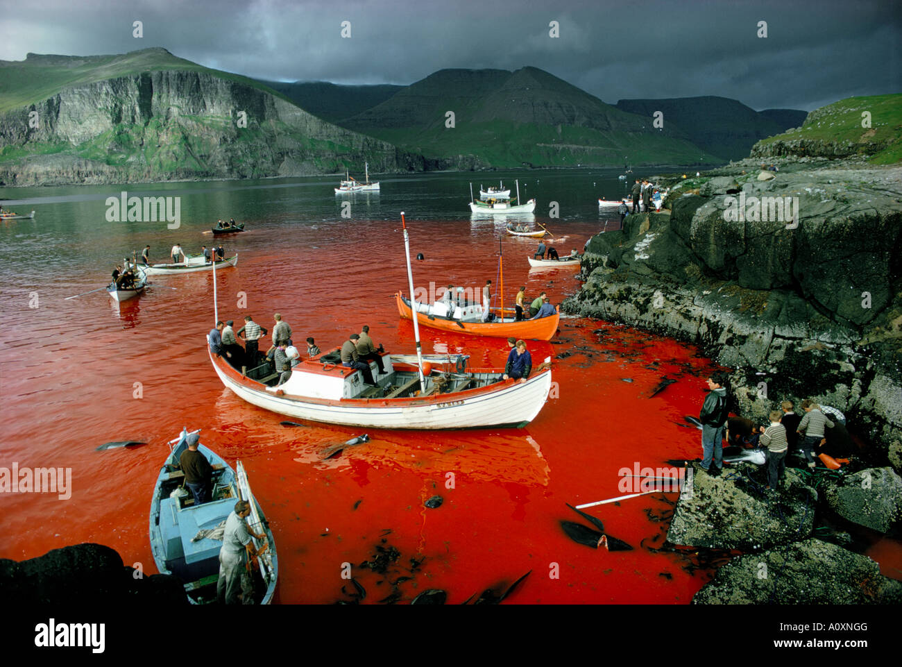 Caccia alle balene nelle isole Faroe Isole Faer Øer Atlantico del Nord Foto Stock