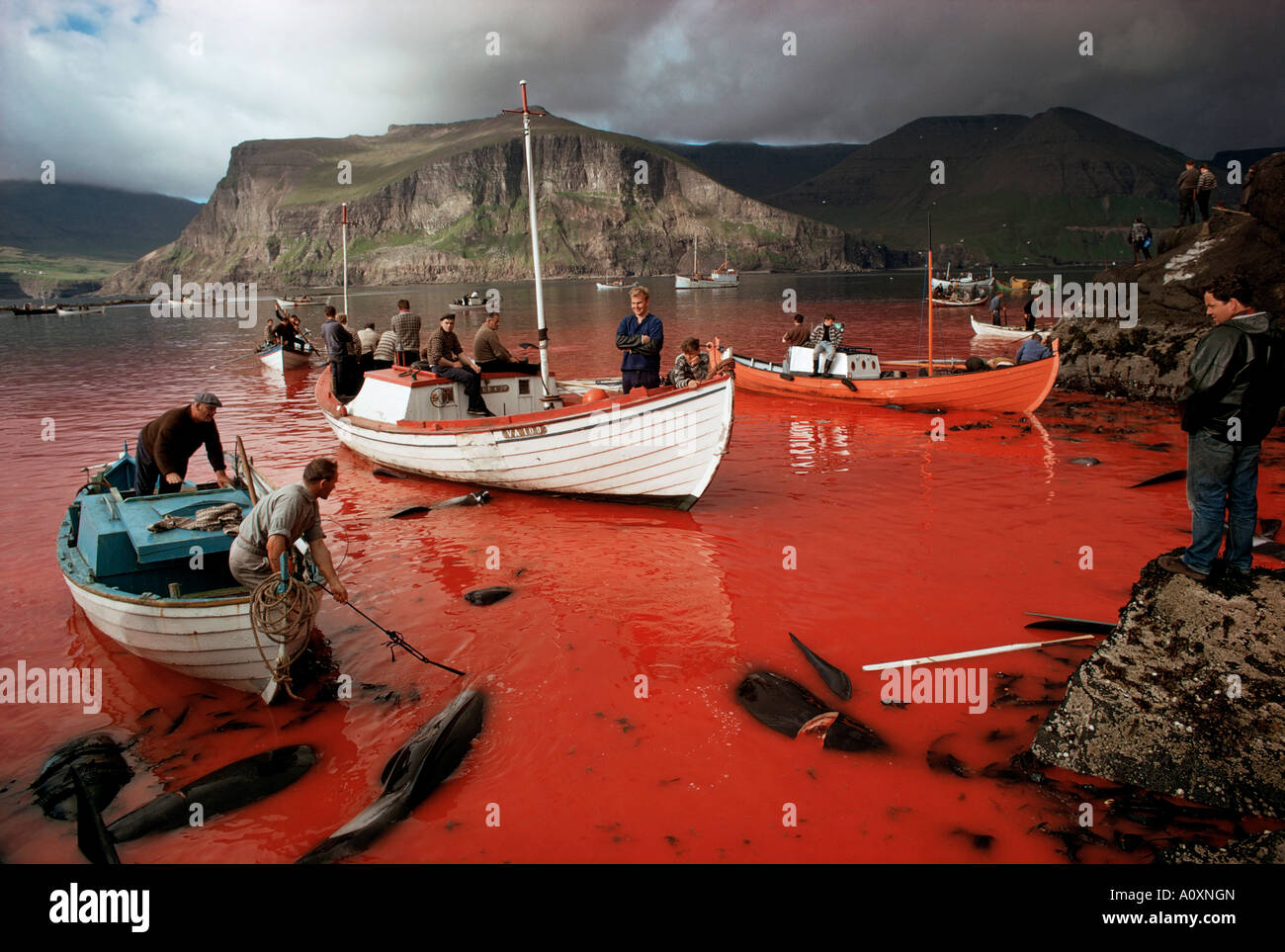 Caccia alle balene nelle isole Faroe Isole Faer Øer Atlantico del Nord Foto Stock