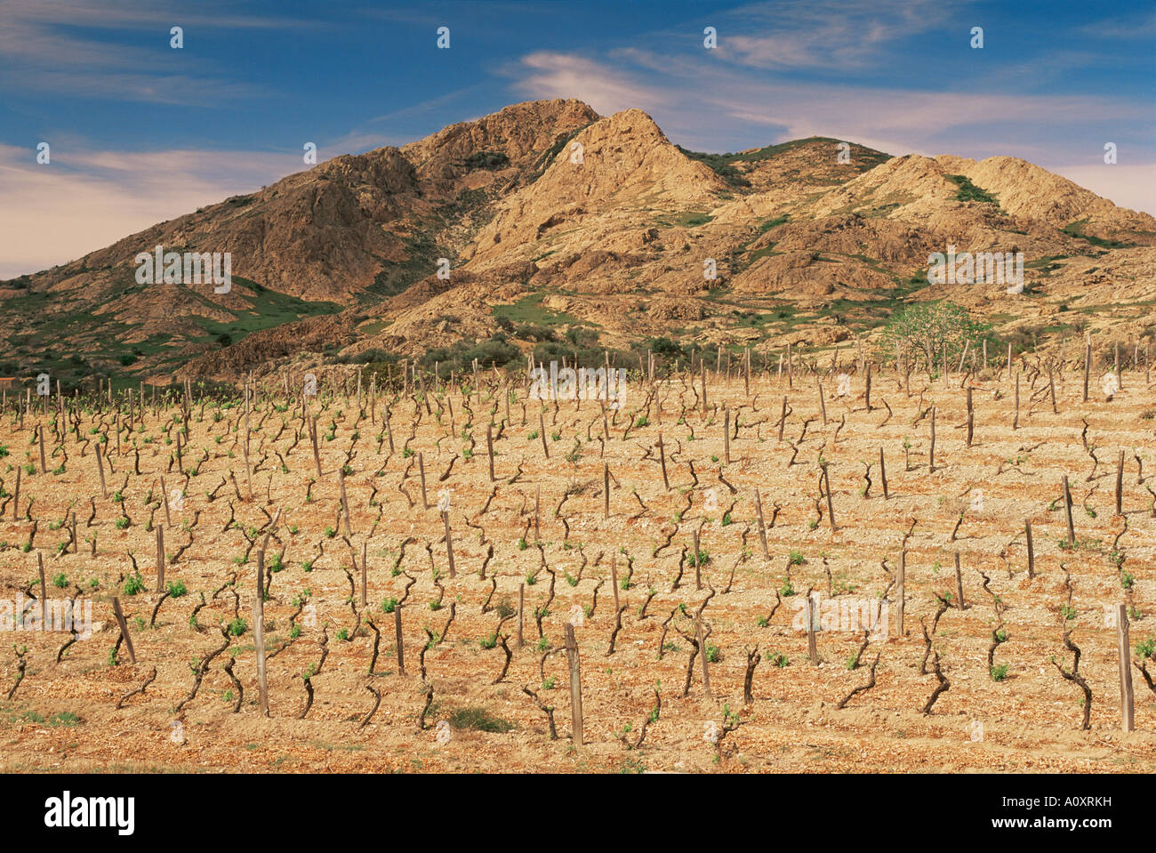 Vigneti vicino a Corte Corsica Francia Europa Foto Stock