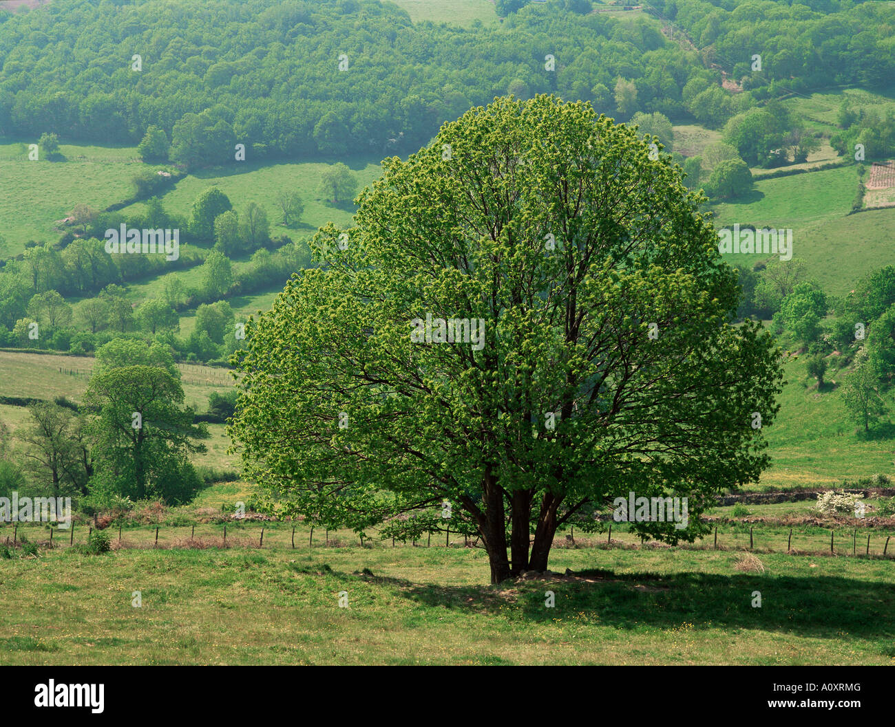 Albero e prato Borgogna Francia Europa Foto Stock