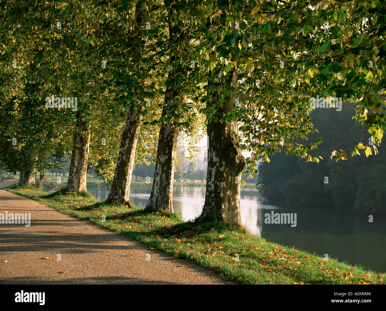 Platani accanto al Fiume Saone vicino a Macon Saône et Loire Borgogna Francia Europa Foto Stock