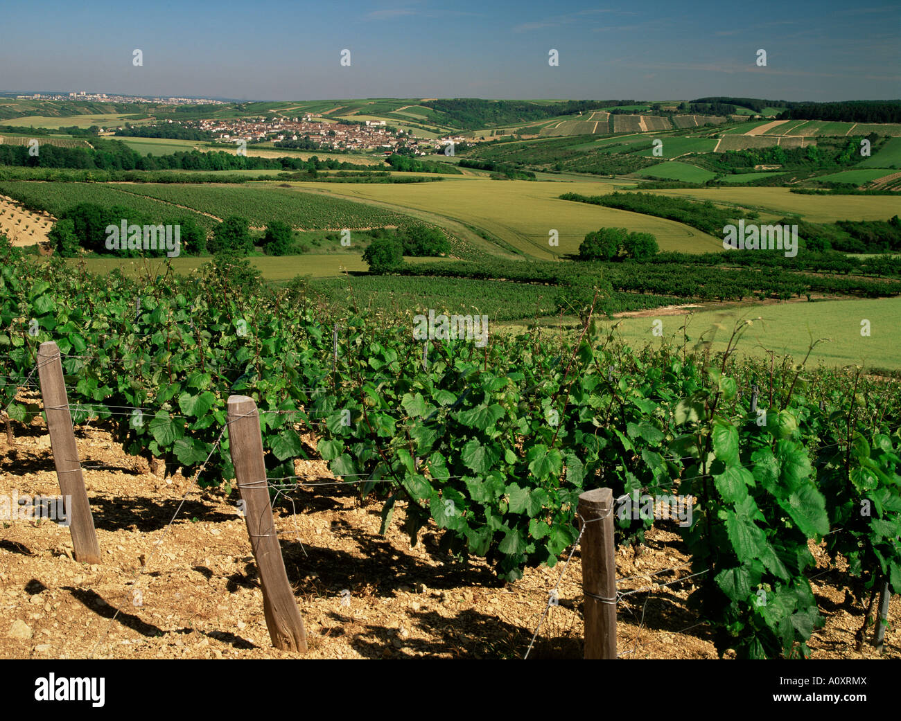 Vigneti vicino a Irancy Borgogna Francia Europa Foto Stock