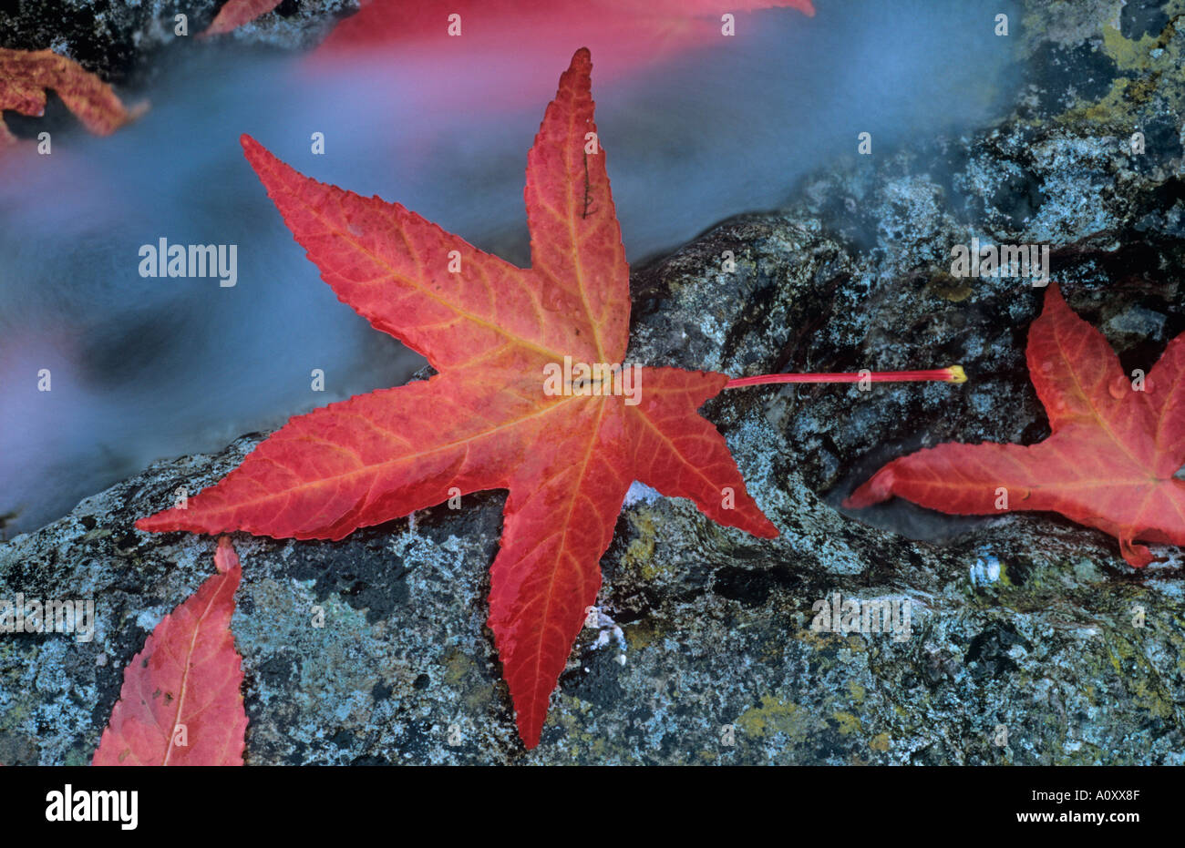 Dolce Gum Liquidamber styraciflus autunno Foto Stock