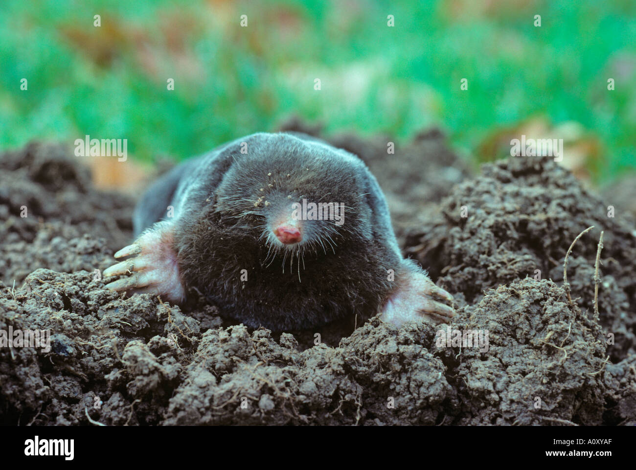 Mole Talpa europaea emergente dalla collina Foto Stock