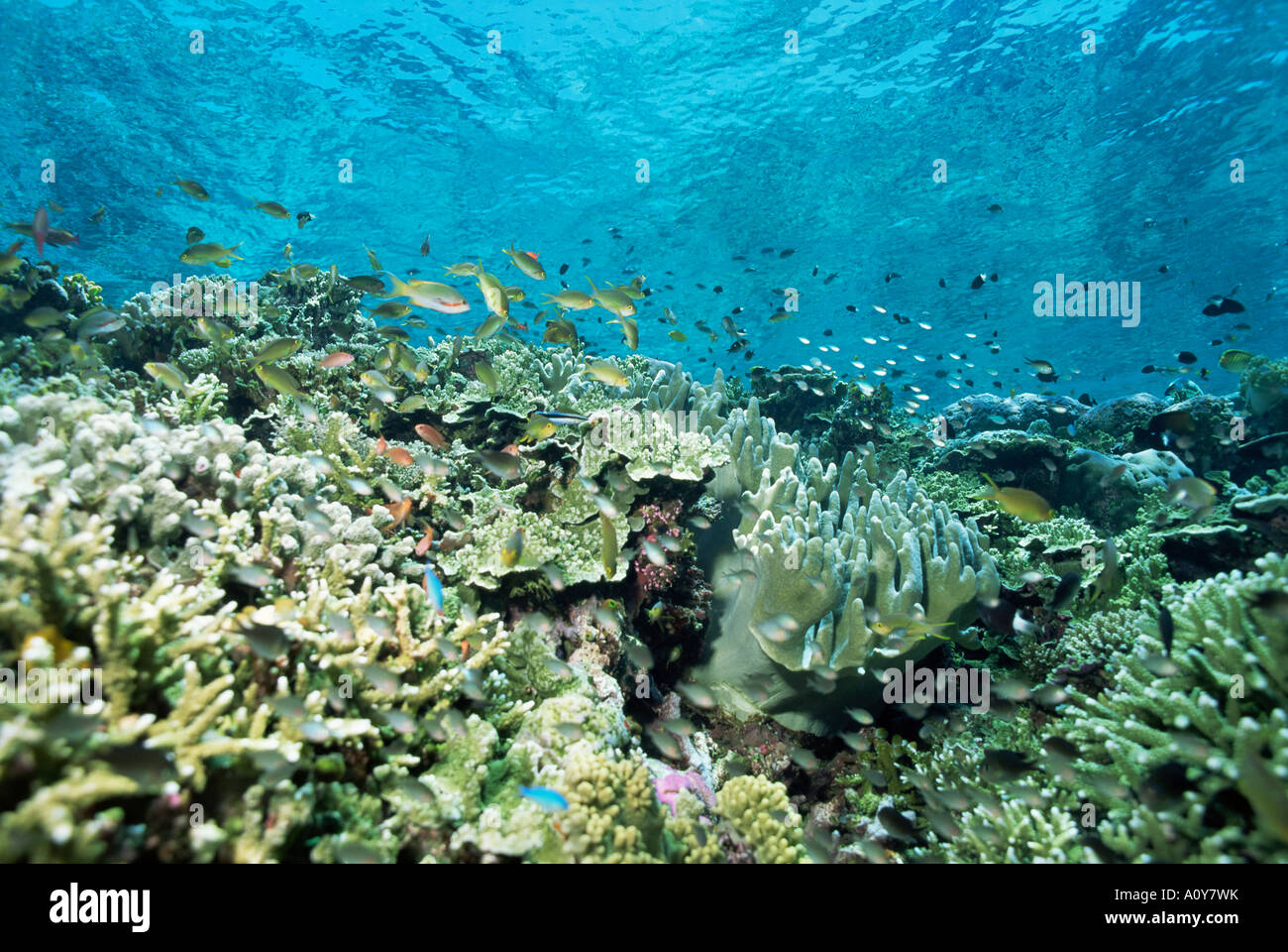 Top poco profonda del reef è vivaio di giovani pesci Sabah Malaysia Asia del sud-est asiatico Foto Stock