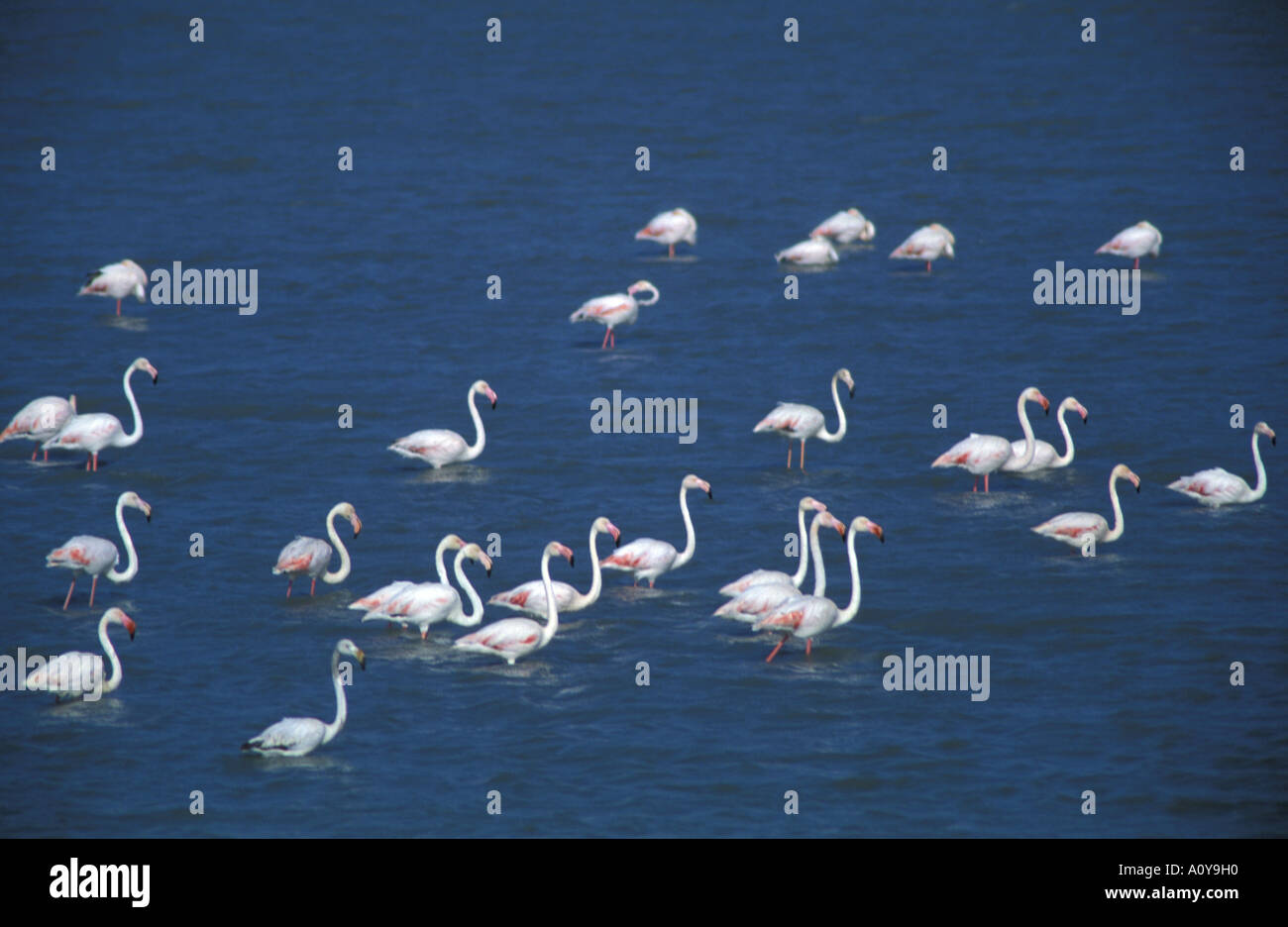 Fenicotteri rosa Santa Gilla pond Cagliari Sardegna Italia Foto Stock