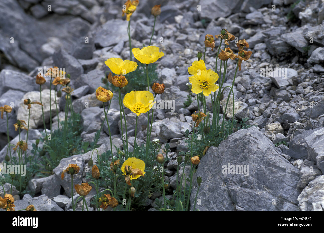 Papaver rhaeticum Foto Stock